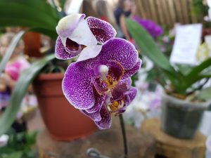 MONTECARLO: AYER COMENZÓ LA FIESTA NACIONAL DE LA ORQUÍDEA Y 35° FIESTA PROVINCIAL DE LA FLOR