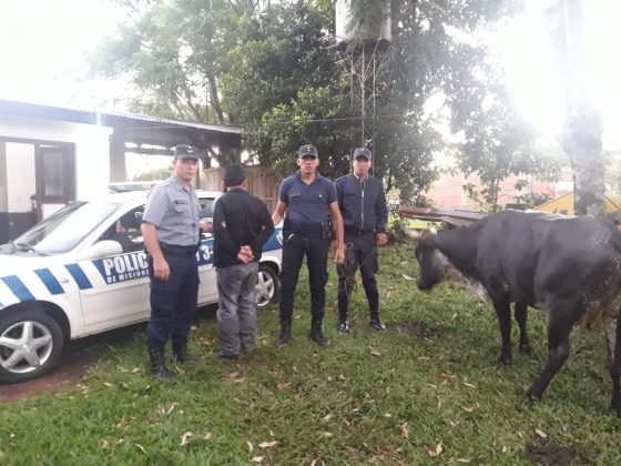 SAN PEDRO: LA POLICÍA DETUVO A OTRO CUATRERO Y RECUPERÓ UN ANIMAL VACUNO