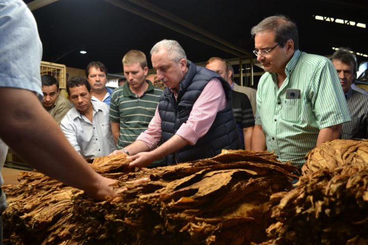 MAÑANA PAGAN  MÁS DE 70 MILLONES DE PESOS  A PRODUCTORES TABACALEROS