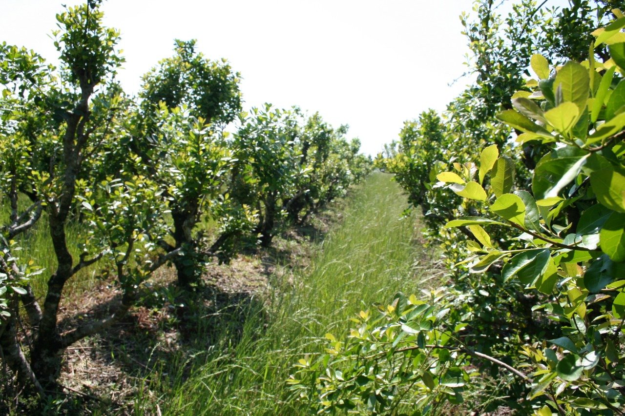 SAN PEDRO: EMPRESA PRODUCTORA DE YERBA MATE DENUNCIA  REITERADOS ROBOS DE HOJA VERDE