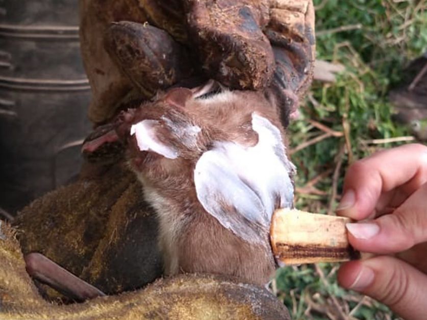 DETECTARON BROTES DE RABIA PARESIANTE EN MISIONES