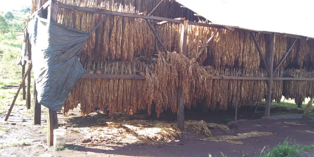 SAN PEDRO: TEMPORAL AFECTÓ PRODUCCIÓN DE TABACO EN SIETE ESTRELLAS