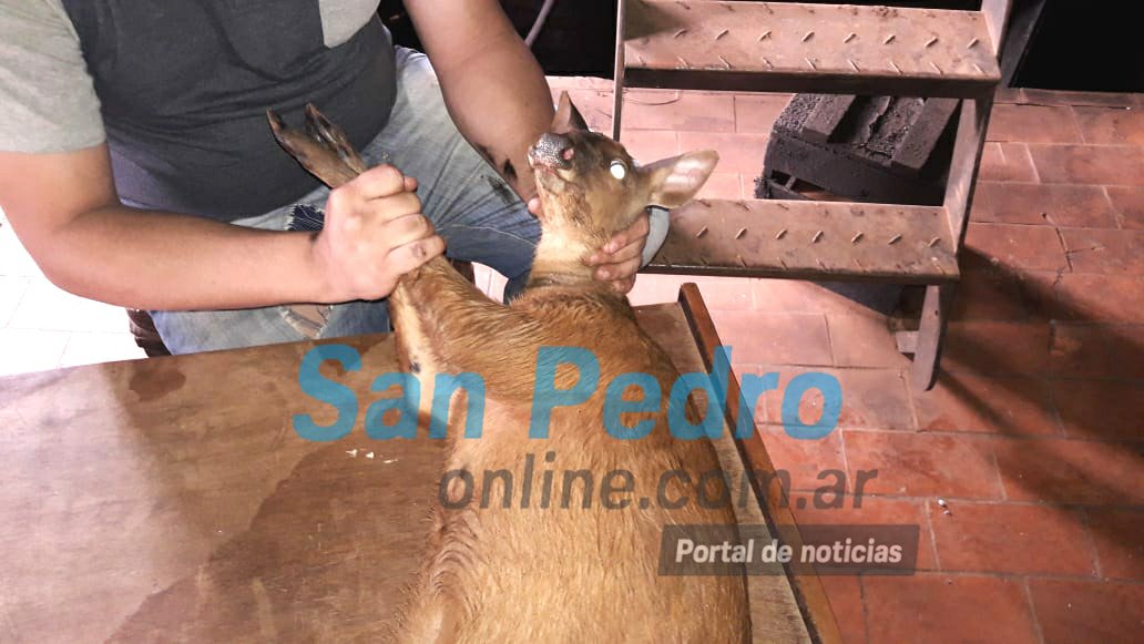 SAN PEDRO: SE AVISTÓ UN VENADO EN EL PREDIO DE ENERGÍA DE MISIONES