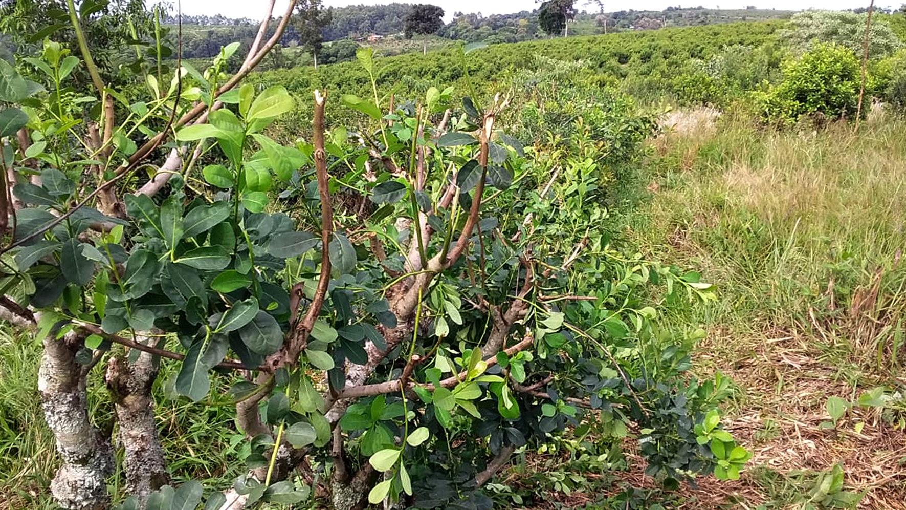 SAN PEDRO: PESE A LOS CONTROLES, SIGUEN LOS HURTOS DE YERBA MATE