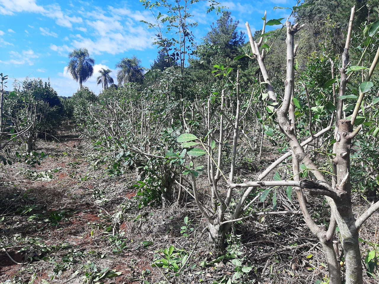 SAN PEDRO: DOS DETENIDOS POR EL HURTO DE 2.000 KG DE YERBA MATE