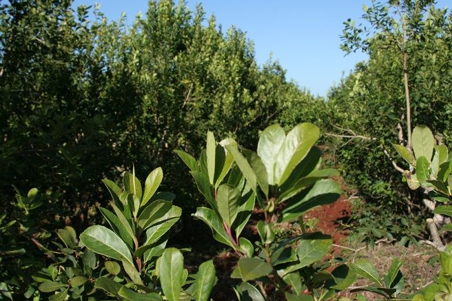 LA SECRETARÍA DE AGRICULTURA FIJÓ LOS NUEVOS VALORES MÍNIMOS PARA LA MATERIA PRIMA