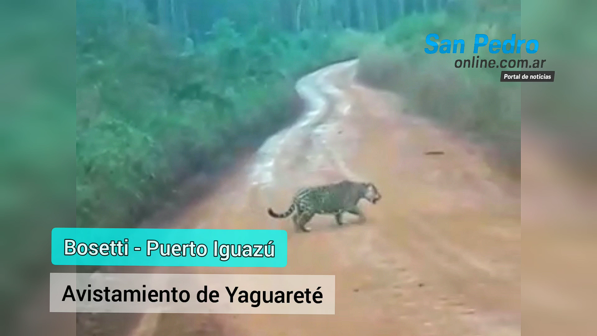 UN YAGUARETÉ FUE FILMADO EN BOSETTI (PUERTO IGUAZÚ)