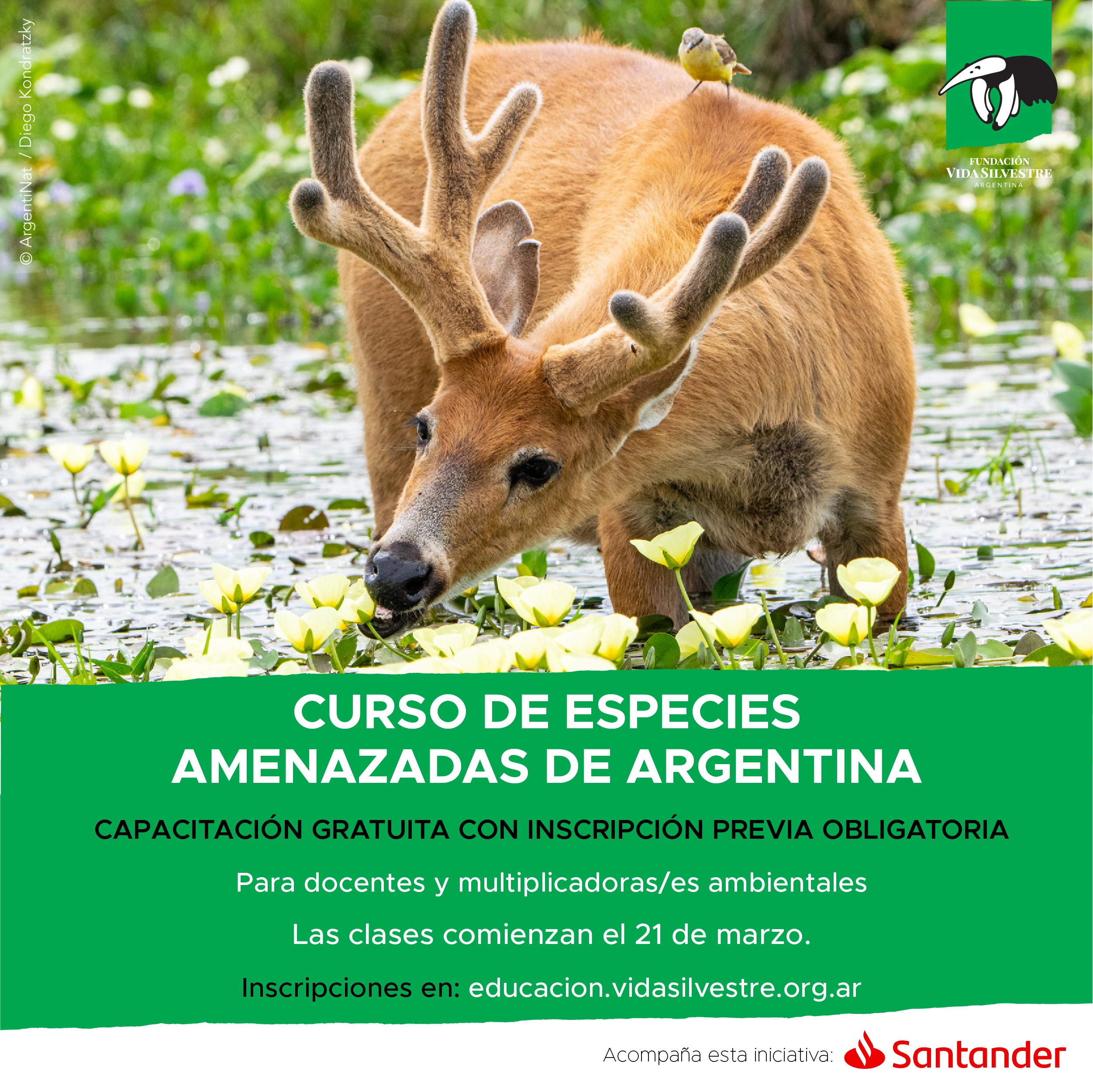 BRINDAN CURSO GRATUITO DE EDUCACIÓN AMBIENTAL SOBRE «ESPECIES AMENAZADAS DE ARGENTINA»