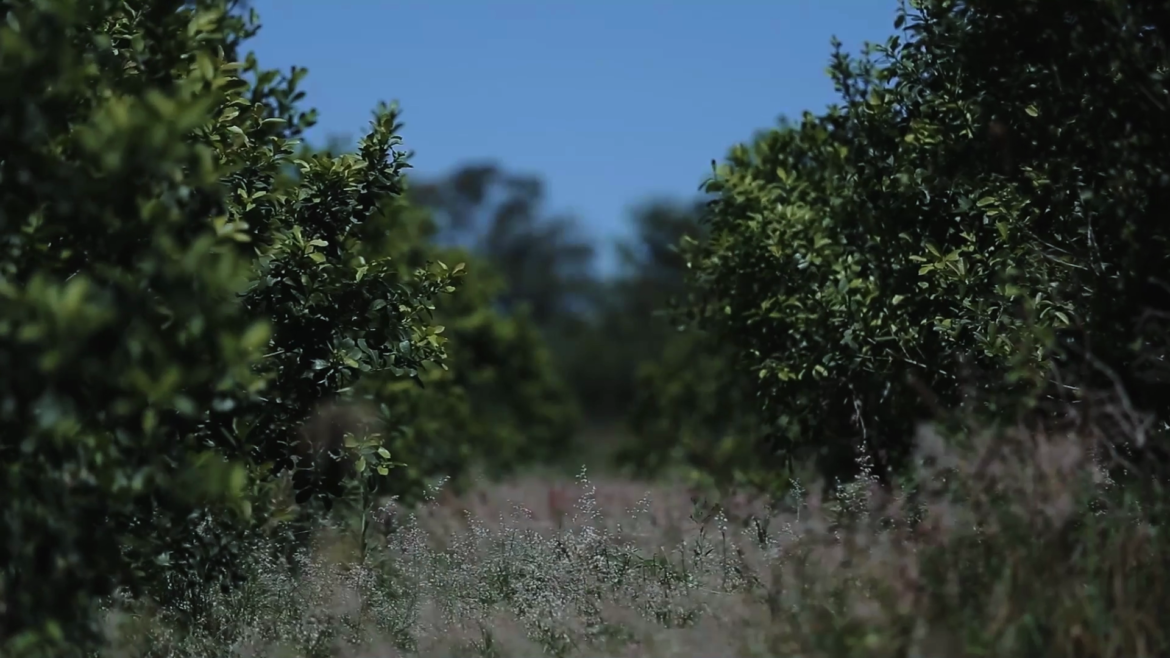 Molinos y cooperativas avanzan en la fijación de precios para el inicio de la zafra yerbatera