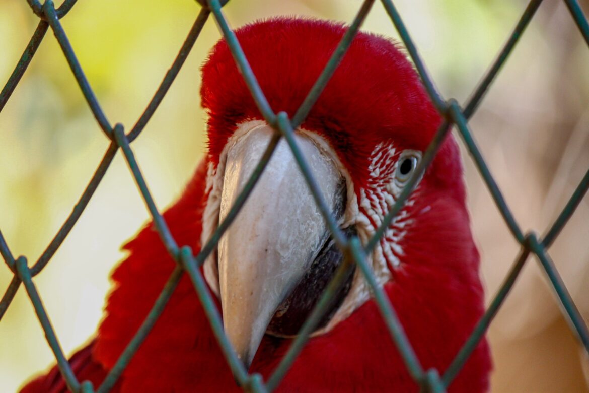 Cuando -lo que creemos que son- buenas acciones lastiman: por qué los animales silvestres no son mascotas