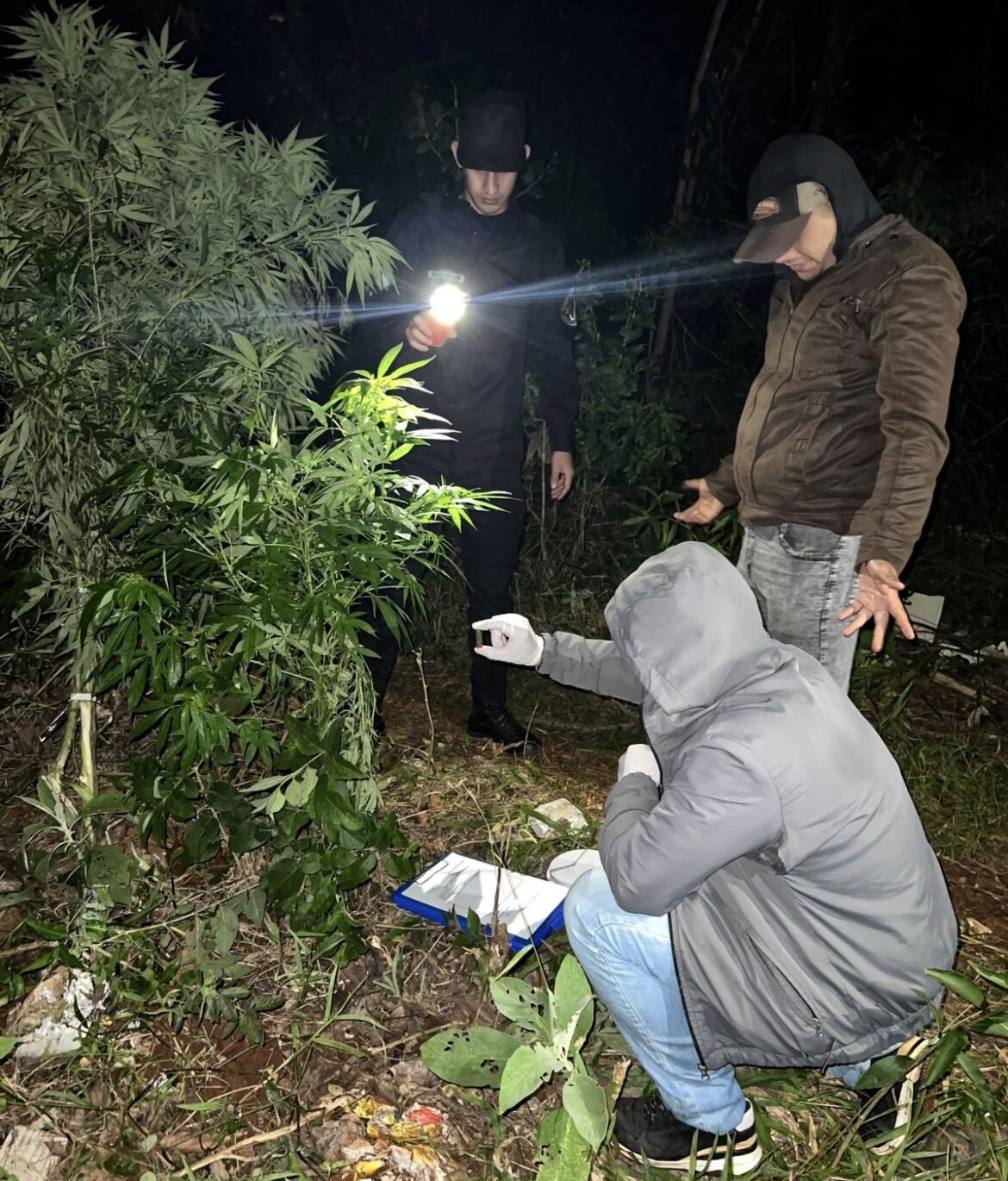 San Pedro: Hallan más de seis kilos de marihuana en una construcción abandonada del barrio 34 viviendas