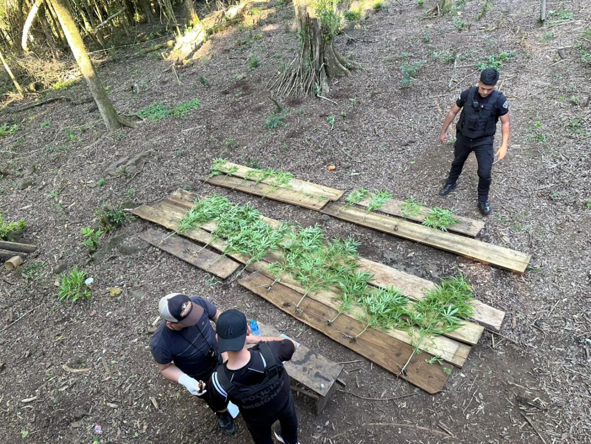 Secuestran plantas de marihuana en un predio de Arauco en San Pedro