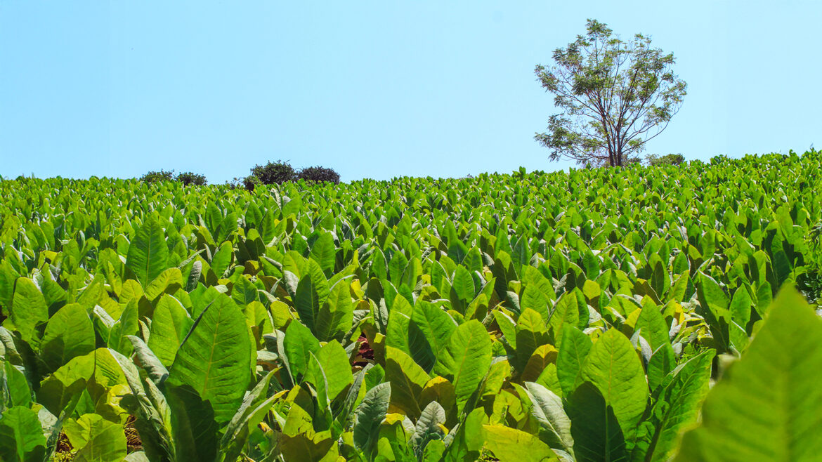 Más de 12 mil tabacaleros de Misiones cobrarán este jueves un adelanto de la Caja Verde